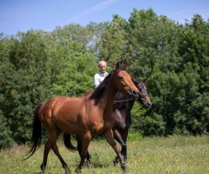 Balade à cheval en sécurité